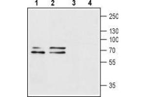 Western blot analysis of rat brain (lanes 1 and 3) and mouse brain (lanes 2 and 4) lysates: - 1,2.