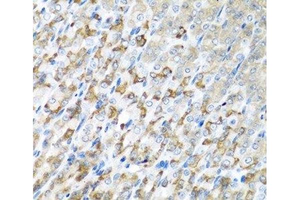 CST1 antibody