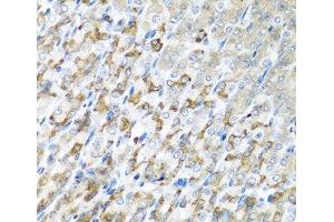 Immunohistochemistry of paraffin-embedded Mouse stomach using CST1 Polyclonal Antibody at dilution of 1:100 (40x lens). (CST1 antibody)