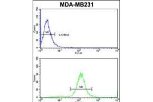 Flow cytometric analysis of MDA-MB231 cells (bottom histogram) compared to a negative control cell (top histogram). (TSHB antibody  (AA 58-86))