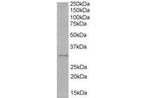 Image no. 1 for anti-Toll-Interleukin 1 Receptor (TIR) Domain Containing Adaptor Protein (TIRAP) (AA 221-234) antibody (ABIN293887) (TIRAP antibody  (AA 221-234))