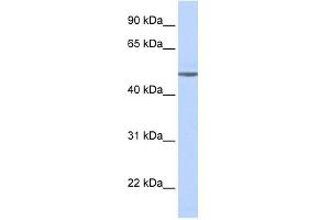 ADRB1 antibody used at 1 ug/ml to detect target protein. (ADRB1 antibody  (Middle Region))