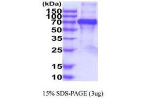 SDS-PAGE (SDS) image for Interleukin 13 Receptor, alpha 2 (IL13RA2) (AA 27-343) protein (hIgG-His-tag) (ABIN5854959)