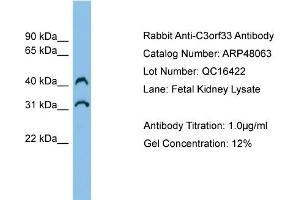 WB Suggested Anti-C3orf33 Antibody Titration:  0. (C3orf33 antibody  (Middle Region))