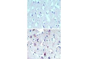 Image no. 1 for anti-Mesenchymal Stem Cell Protein DSCD75 (THEM6) (AA 200-250) antibody (ABIN960105) (THEM6 antibody  (AA 200-250))