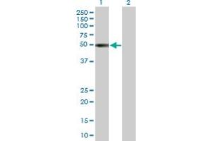 Western Blot analysis of KIR2DL1 expression in transfected 293T cell line by KIR2DL1 MaxPab polyclonal antibody. (KIR2DL1 antibody  (AA 1-374))