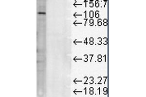 Western Blot analysis of Rat liver microsome lysate showing detection of LAMP1 protein using Mouse Anti-LAMP1 Monoclonal Antibody, Clone Ly1C6 . (LAMP1 antibody  (Biotin))