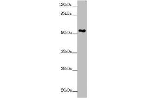 Western blot All lanes: FOXRED1 antibody at 5.
