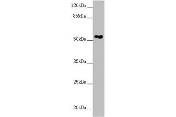 FOXRED1 antibody  (AA 307-486)
