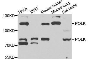 Western blot analysis of extracts of various cell lines, using POLK antibody (ABIN1877108) at 1:1000 dilution. (POLK antibody)