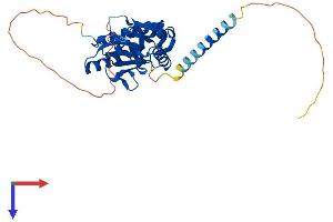 AKAP7 Protein (AA 1-314) (His tag)