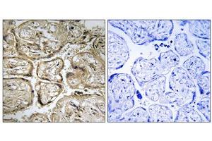 Immunohistochemistry analysis of paraffin-embedded human placenta tissue using CST9L antibody. (CST9L antibody  (Internal Region))