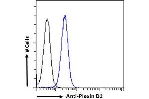 ABIN185358 Flow cytometric analysis of paraformaldehyde fixed K562 cells (blue line), permeabilized with 0. (PLXND1 antibody  (Internal Region))