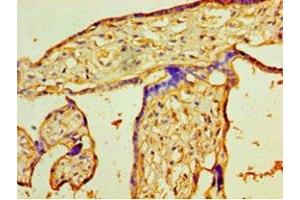 Immunohistochemistry of paraffin-embedded human placenta tissue using ABIN7163238 at dilution of 1:100 (PIGX antibody  (AA 42-230))