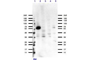 Western Blot of Rabbit Anti-Cytochrome p450 Antibody Western Blot of Rabbit Anti-Cytochrome p450 Antibody. (Cytochrome P450 antibody)
