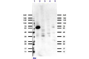 Cytochrome P450 antibody