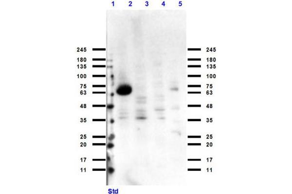 Cytochrome P450 anticorps