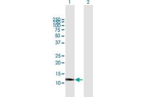 Western Blot analysis of GNLY expression in transfected 293T cell line by GNLY MaxPab polyclonal antibody. (GNLY antibody  (AA 1-145))