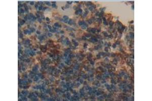 IHC-P analysis of Mouse Tissue, with DAB staining. (TNFRSF4 antibody  (AA 29-210))