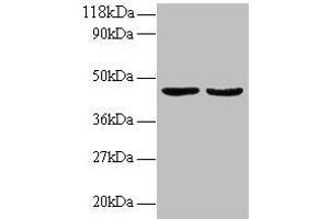 Western blot All lanes: TNFSF14 antibody at 2 μg/mL Lane 1: EC109 whole cell lysate Lane 2: 293T whole cell lysate Secondary Goat polyclonal to rabbit IgG at 1/15000 dilution Predicted band size: 27, 23 kDa Observed band size: 45 kDa (TNFSF14 antibody  (AA 1-239))
