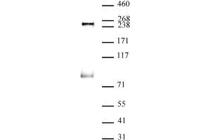 RNA pol II phospho Ser5 antibody (mAb) (Clone 1H4B6) tested by Western blot. (Rpb1 CTD antibody  (Ser5))