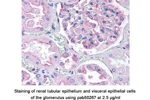 Image no. 1 for anti-Dynamin 1-Like (DNM1L) (AA 500-600), (Internal Region) antibody (ABIN363576) (Dynamin 1-Like antibody  (Internal Region))