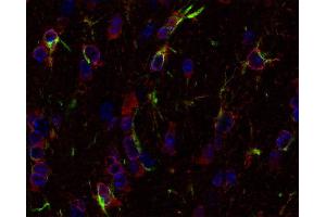 Indirect immunostaining of PFA fixed paraffin embedded mouse brain section with anti-Glutamine synthetase (dilution 1 : 500; red) and chicken anti-GFAP (cat. (GLN1 antibody)
