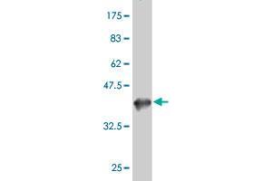 Western Blot detection against Immunogen (37. (EPHA1 antibody  (AA 394-500))