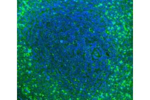 IF analysis of Cd2 using anti-Cd2 antibody (ABIN7601386). (CD2 antibody  (AA 34-330))