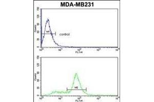 CAV2 Antibody (N-term) (ABIN652586 and ABIN2842393) flow cytometric analysis of MDA-M cells (bottom histogram) compared to a negative control cell (top histogram).