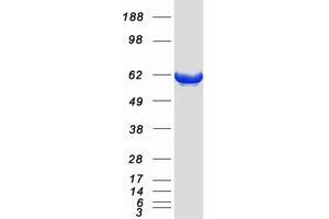 Validation with Western Blot (PDE1B Protein (Myc-DYKDDDDK Tag))