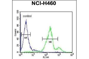 SC31B Antibody (C-term) (ABIN651805 and ABIN2840406) flow cytometric analysis of NCI- cells (right histogram) compared to a negative control cell (left histogram). (SEC31B antibody  (C-Term))