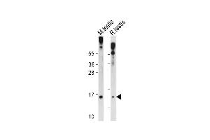 All lanes : Anti-GLRX2 Antibody (C-term ) at 1:1000 dilution Lane 1: Mouse testis tissue lysate Lane 2: Rat testis tissue lysate Lysates/proteins at 20 μg per lane. (Glutaredoxin 2 antibody  (C-Term))