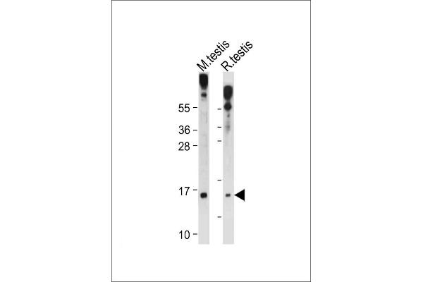 Glutaredoxin 2 antibody  (C-Term)