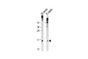 Glutaredoxin 2 antibody  (C-Term)