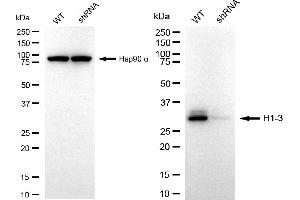 anti-Histone H1.3 (HIST1H1D) antibody