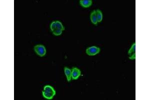 Immunofluorescent analysis of HepG2 cells using ABIN7169942 at dilution of 1:100 and Alexa Fluor 488-congugated AffiniPure Goat Anti-Rabbit IgG(H+L) (NALCN antibody  (AA 19-141))
