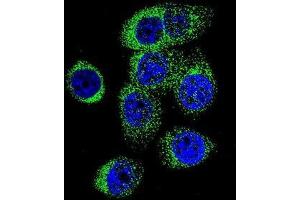 Confocal immunofluorescent analysis of CASP12 Antibody (Center)(Cat#AP50732PU-N) with 293 cell followed by Alexa Fluor 488-conjugated goat anti-rabbit lgG (green). (Caspase 12 antibody  (Middle Region))