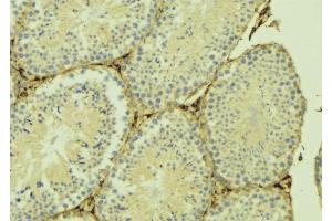 ABIN6274906 at 1/100 staining Mouse testis tissue by IHC-P. (B3GALTL antibody  (C-Term))