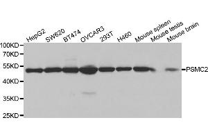 Western blot analysis of extracts of various cell lines, using PSMC2 antibody (ABIN5971033) at 1/1000 dilution. (PSMC2 antibody)