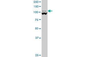 MTHFD1L monoclonal antibody (M01), clone 1E8 Western Blot analysis of MTHFD1L expression in PC-12 . (MTHFD1L antibody  (AA 801-899))