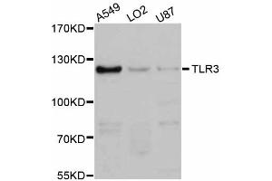 Western blot analysis of extracts of various cell lines, using TLR3 antibody (ABIN5999058) at 1:3000 dilution. (TLR3 antibody)