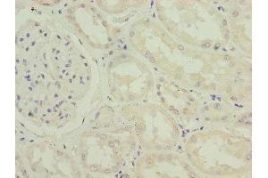 Immunohistochemistry of paraffin-embedded human kidney tissue using ABIN7156655 at dilution of 1:100 (IFI44 antibody  (AA 101-300))
