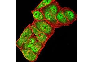 Immunofluorescence analysis of Hela cells using GRIK3 mouse mAb (green).