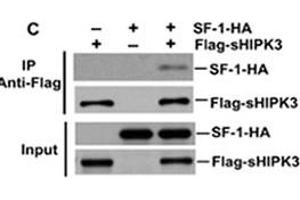 Detection of interaction between HIPK3 and SF-1 by coimmunoprecipitation. (HIPK3 antibody  (C-Term))
