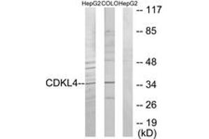Western blot analysis of extracts from HepG2/COLO205 cells, using CDKL4 Antibody.