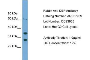 WB Suggested Anti-DBP  Antibody Titration: 0. (DBP antibody  (C-Term))