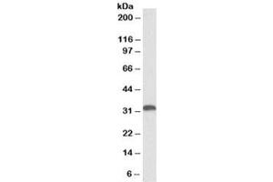 Western blot testing of human liver lysate with HO-1 antibody at 0. (HMOX1 antibody)