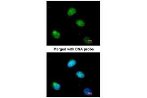 ICC/IF Image Immunofluorescence analysis of paraformaldehyde-fixed HeLa, using PCBP2, antibody at 1:200 dilution.