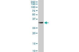 KCNRG MaxPab polyclonal antibody. (KCNRG antibody  (AA 1-272))